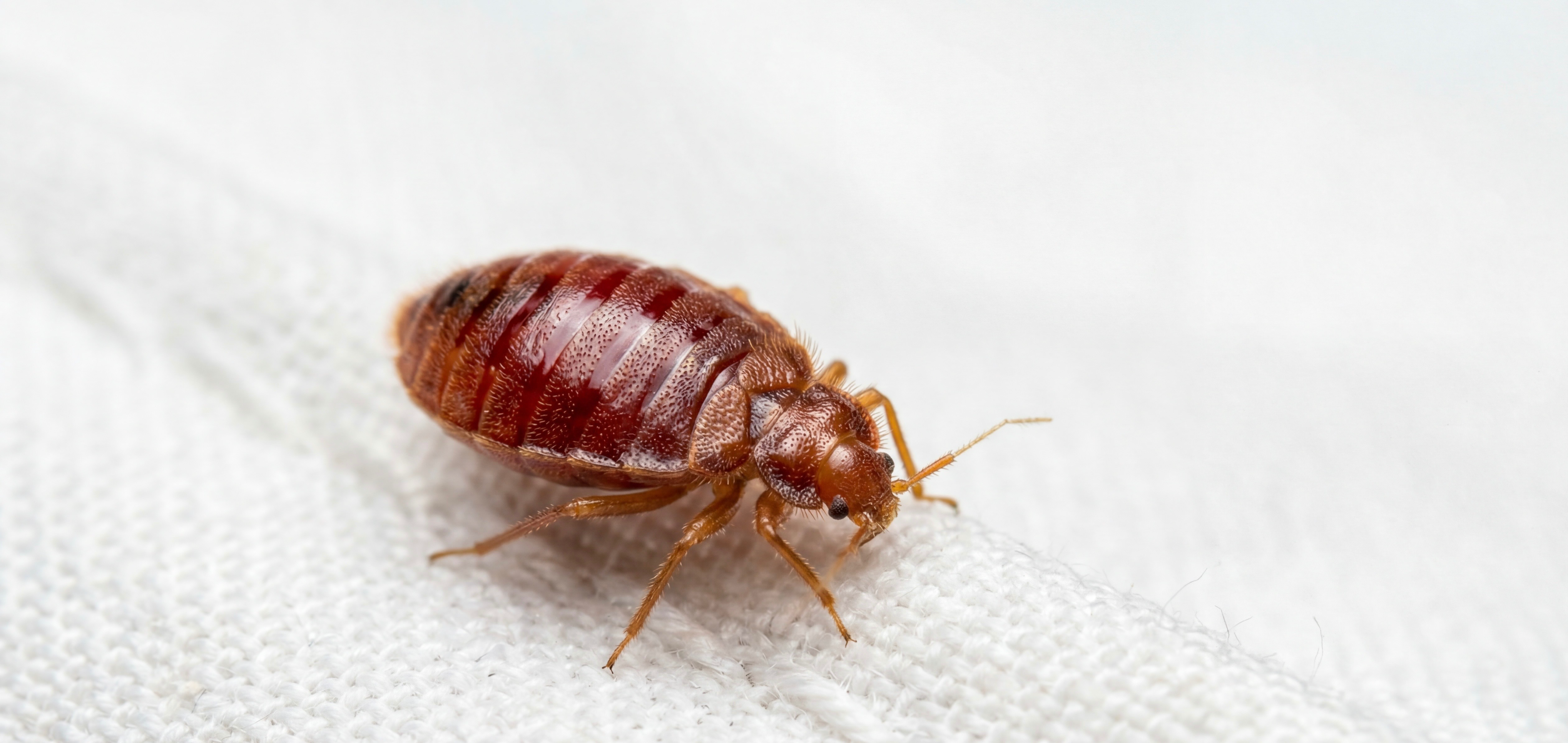 Bed Bug Eradication Services Eagle County