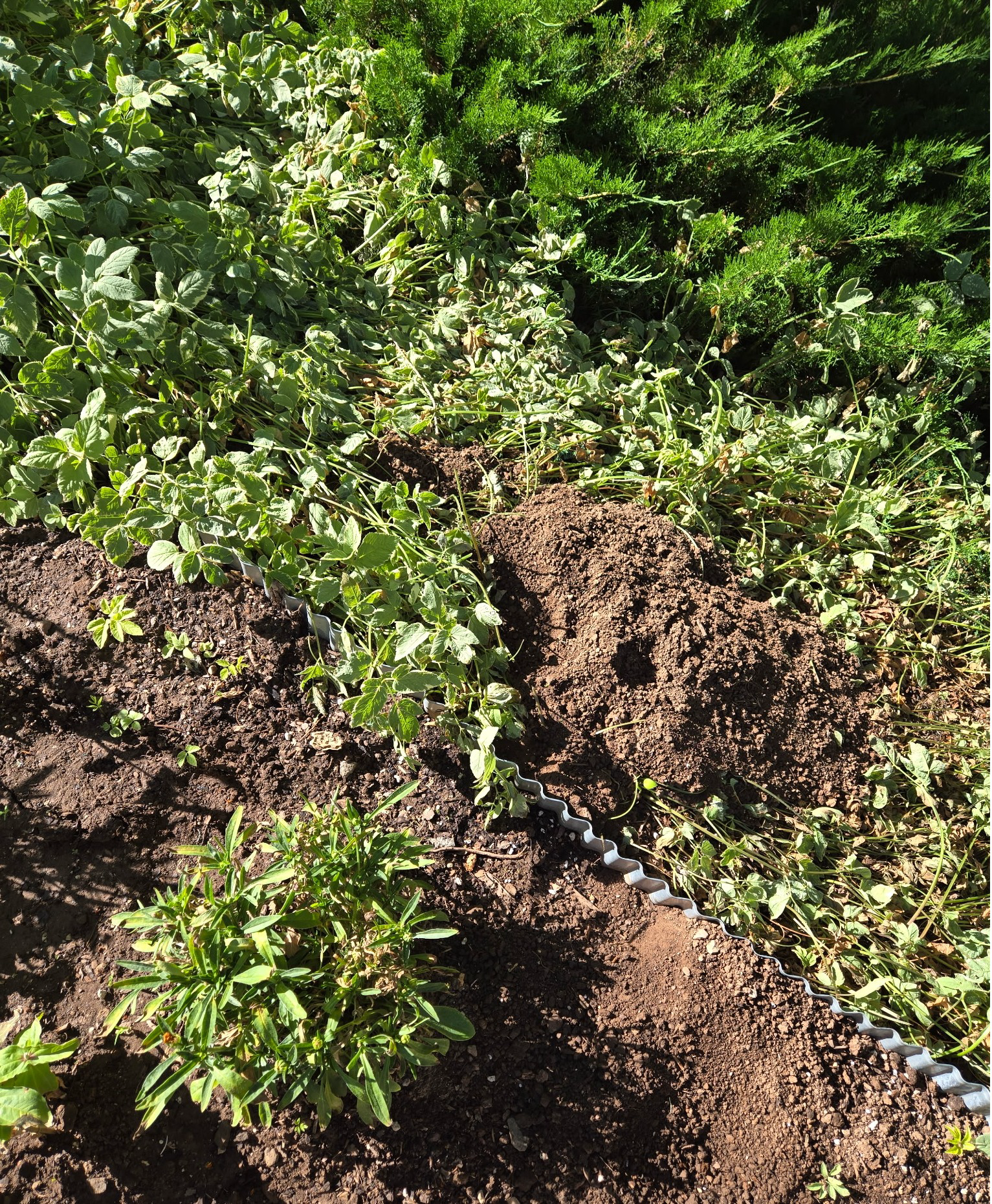 Ongoing Monitoring and Seasonal Maintenance